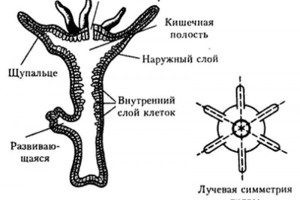 Рабочее зеркало на кракен